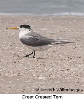 Great Crested Tern - © James F Wittenberger and Exotic Birding LLC