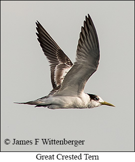 Great Crested Tern - © James F Wittenberger and Exotic Birding LLC