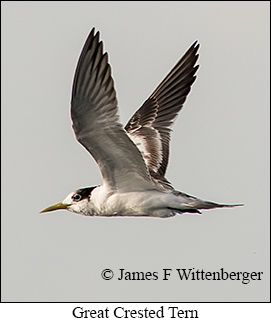 Great Crested Tern - © James F Wittenberger and Exotic Birding LLC