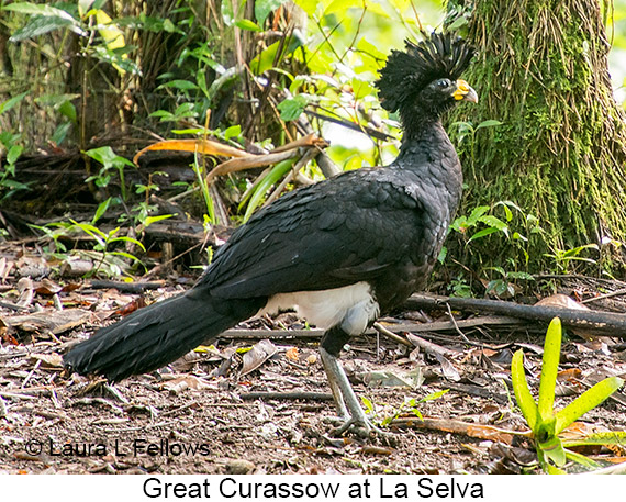 Great Curassow - © James F Wittenberger and Exotic Birding LLC