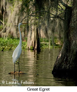 Great Egret - &copy; Laura L Fellows and Exotic Birding Tours