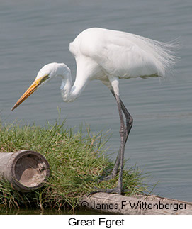 Great Egret - © James F Wittenberger and Exotic Birding LLC