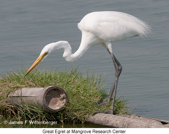 Great Egret - © James F Wittenberger and Exotic Birding LLC