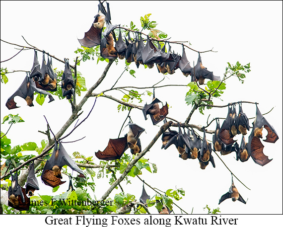 Great Flying Fox - © James F Wittenberger and Exotic Birding LLC