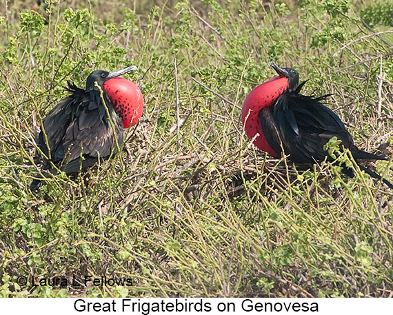 Great Frigatebird - © James F Wittenberger and Exotic Birding LLC
