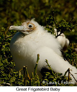 Great Frigatebird - © Laura L Fellows and Exotic Birding LLC