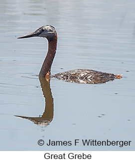 Great Grebe - © James F Wittenberger and Exotic Birding LLC