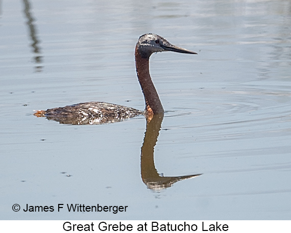 Great Grebe - © James F Wittenberger and Exotic Birding LLC