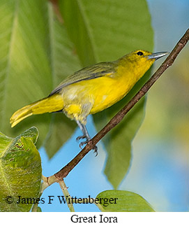 Great Iora - © James F Wittenberger and Exotic Birding LLC
