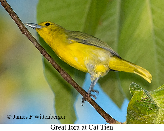 Great Iora - © James F Wittenberger and Exotic Birding LLC