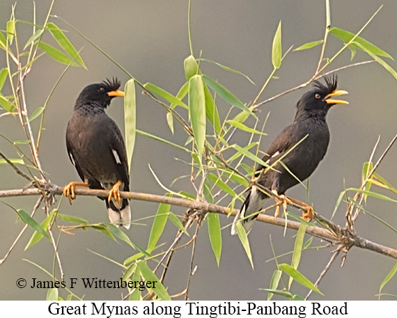 Great Myna - © James F Wittenberger and Exotic Birding LLC