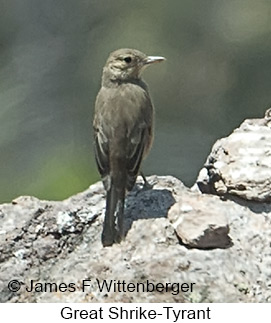 Great Shrike-Tyrant - © James F Wittenberger and Exotic Birding LLC