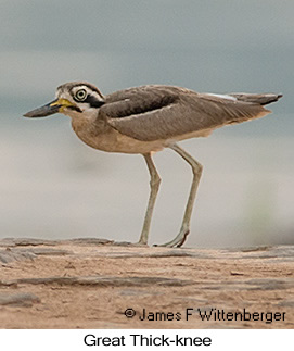 Great Thick-knee - © James F Wittenberger and Exotic Birding LLC