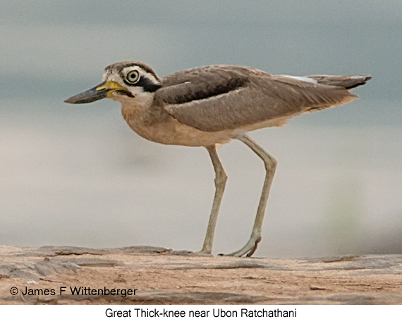 Great Thick-knee - © James F Wittenberger and Exotic Birding LLC