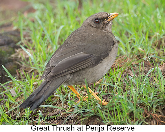 Great Thrush - © James F Wittenberger and Exotic Birding LLC