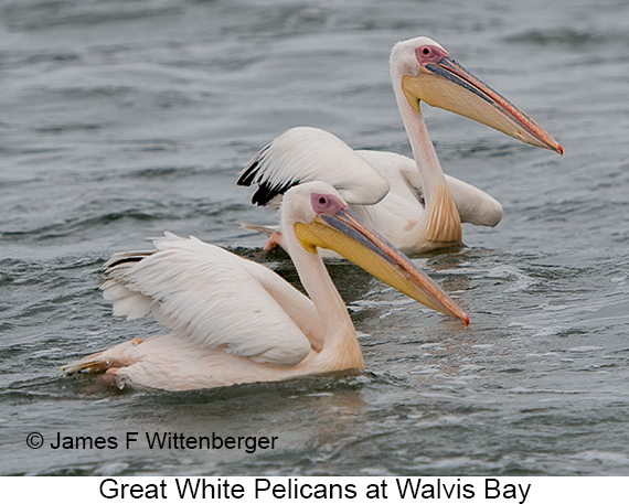 Great White Pelican - © James F Wittenberger and Exotic Birding LLC