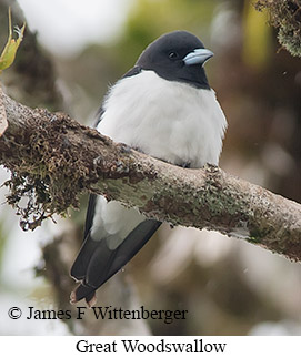 Great Woodswallow - © James F Wittenberger and Exotic Birding LLC