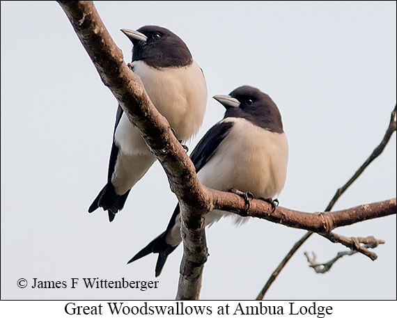 Great Woodswallow - © James F Wittenberger and Exotic Birding LLC