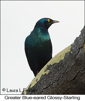 Greater Blue-eared Starling - © Laura L Fellows and Exotic Birding LLC