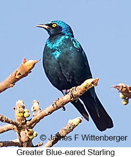 Greater Blue-eared Starling - © James F Wittenberger and Exotic Birding LLC