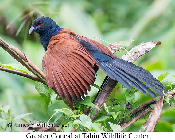 Greater Coucal - © James F Wittenberger and Exotic Birding LLC