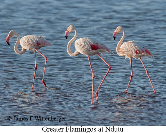 Greater Flamingo - © James F Wittenberger and Exotic Birding LLC