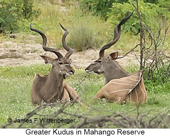 Greater Kudu - © James F Wittenberger and Exotic Birding LLC