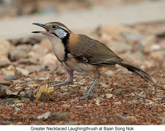 Greater Necklaced Laughingthrush - © James F Wittenberger and Exotic Birding LLC