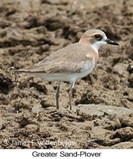 Greater Sand-Plover - © James F Wittenberger and Exotic Birding LLC