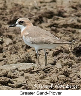 Greater Sand-Plover - © James F Wittenberger and Exotic Birding LLC