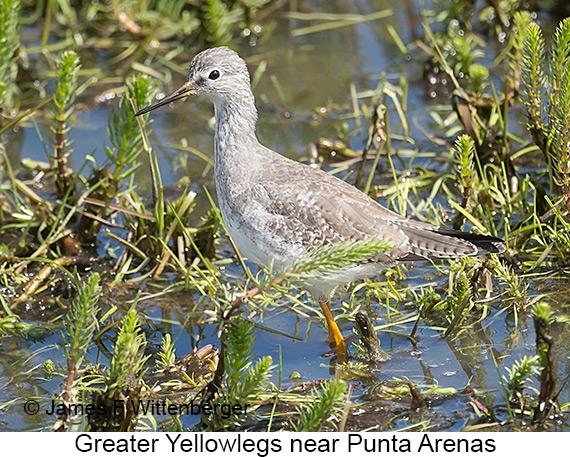 Greater Yellowlegs - © James F Wittenberger and Exotic Birding LLC