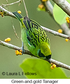 Green-and-gold Tanager - © Laura L Fellows and Exotic Birding LLC
