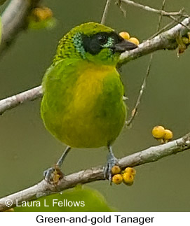 Green-and-gold Tanager - © Laura L Fellows and Exotic Birding LLC