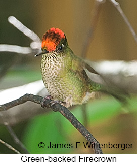 Green-backed Firecrown - © James F Wittenberger and Exotic Birding LLC