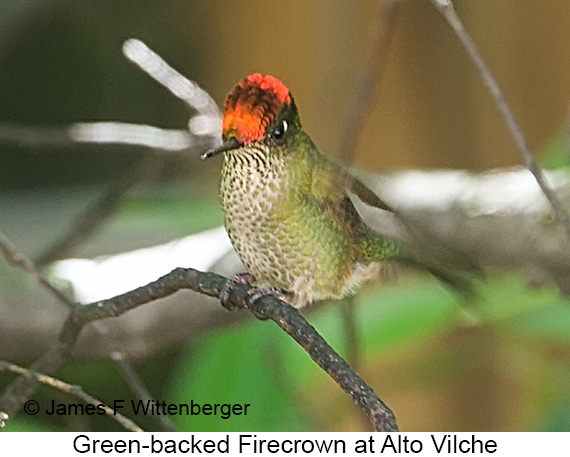 Green-backed Firecrown - © James F Wittenberger and Exotic Birding LLC