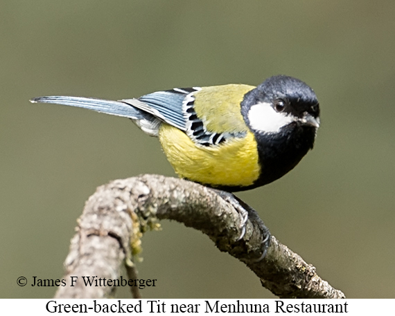 Green-backed Tit - © James F Wittenberger and Exotic Birding LLC