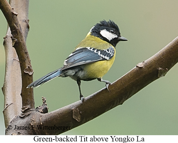 Green-backed Tit - © James F Wittenberger and Exotic Birding LLC