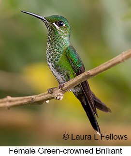 Green-crowned Brilliant - © Laura L Fellows and Exotic Birding LLC