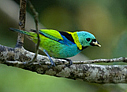 Green-headed Tanager - © Laura L Fellows and Exotic Birding Tours