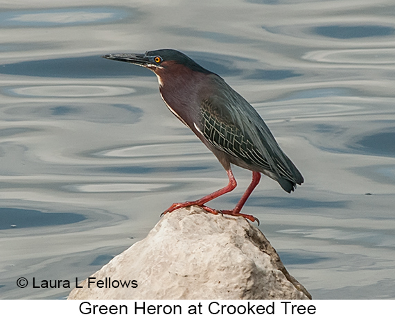 Green Heron - © James F Wittenberger and Exotic Birding LLC
