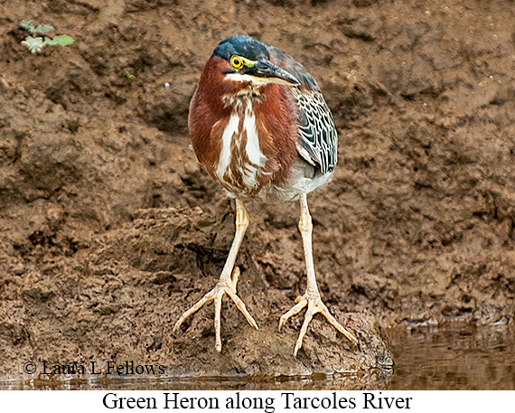 Green Heron - © Laura L Fellows and Exotic Birding LLC