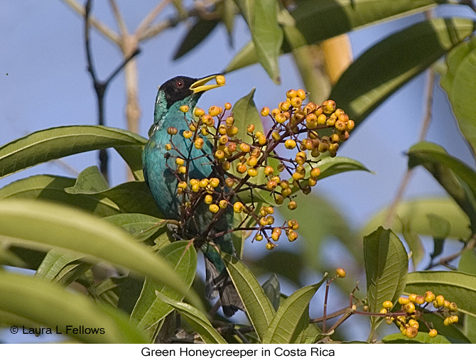 Green Honeycreeper - &copy; Laura L Fellows and Exotic Birding Tours