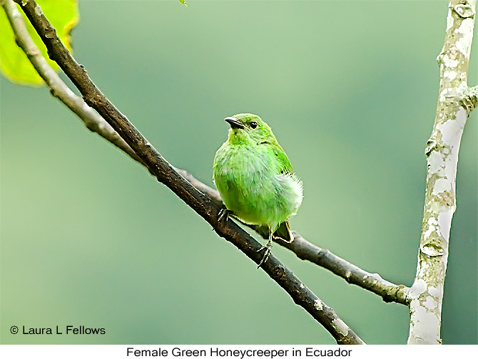 Green Honeycreeper - &copy; Laura L Fellows and Exotic Birding Tours