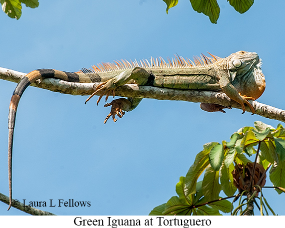 Green Iguana - © James F Wittenberger and Exotic Birding LLC
