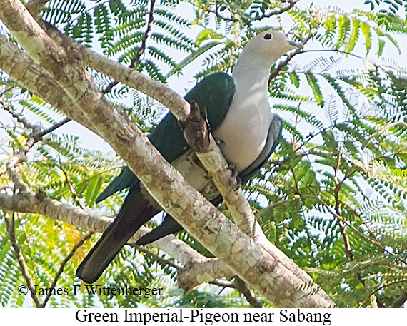 Green Imperial-Pigeon - © James F Wittenberger and Exotic Birding LLC