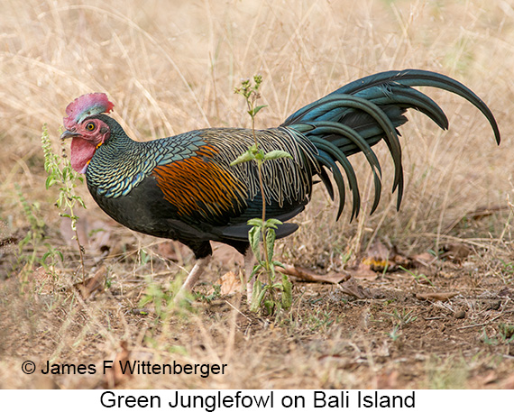 Green Junglefowl - © James F Wittenberger and Exotic Birding LLC