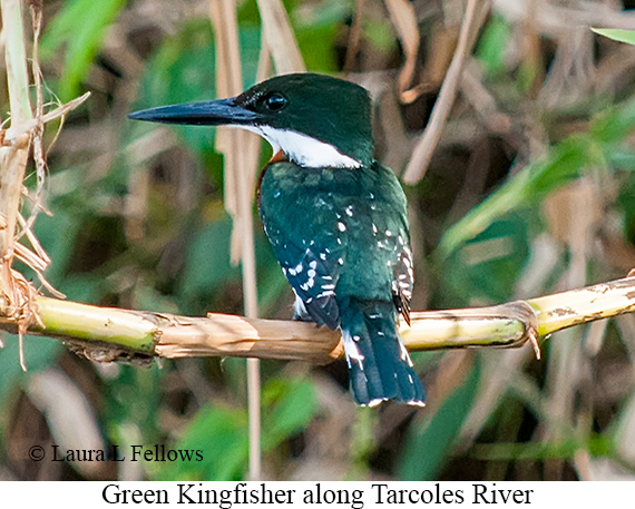 Green Kingfisher - © Laura L Fellows and Exotic Birding LLC