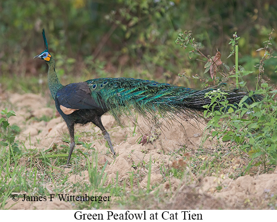 Green Peafowl - © James F Wittenberger and Exotic Birding LLC