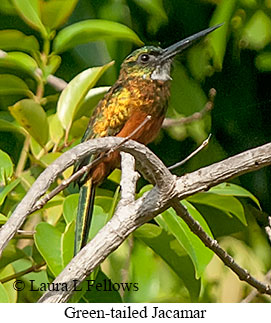 Green-tailed Jacamar - © Laura L Fellows and Exotic Birding LLC