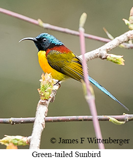 Green-tailed Sunbird - © James F Wittenberger and Exotic Birding LLC